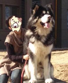 阿拉斯,自然奇观与探险之旅的终极目的地